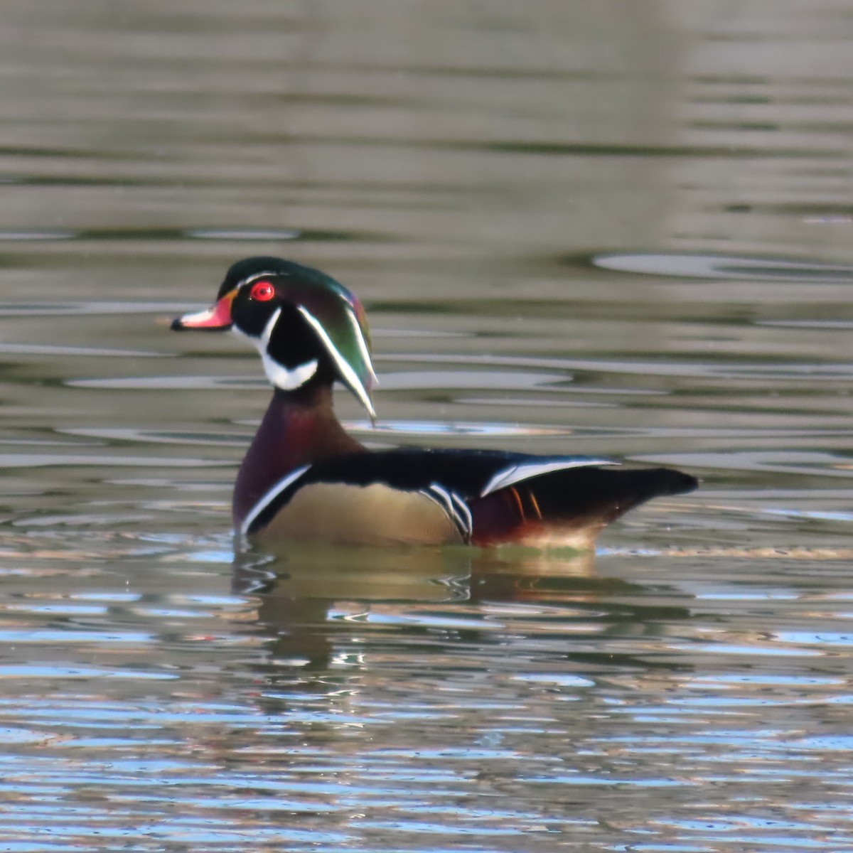 Ahate karolinarra - ML647809532