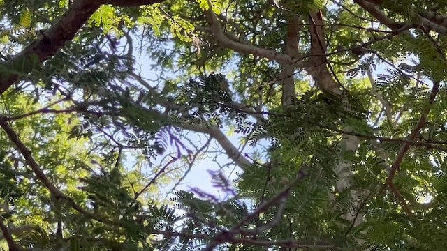 African Black-headed Oriole - ML647809560