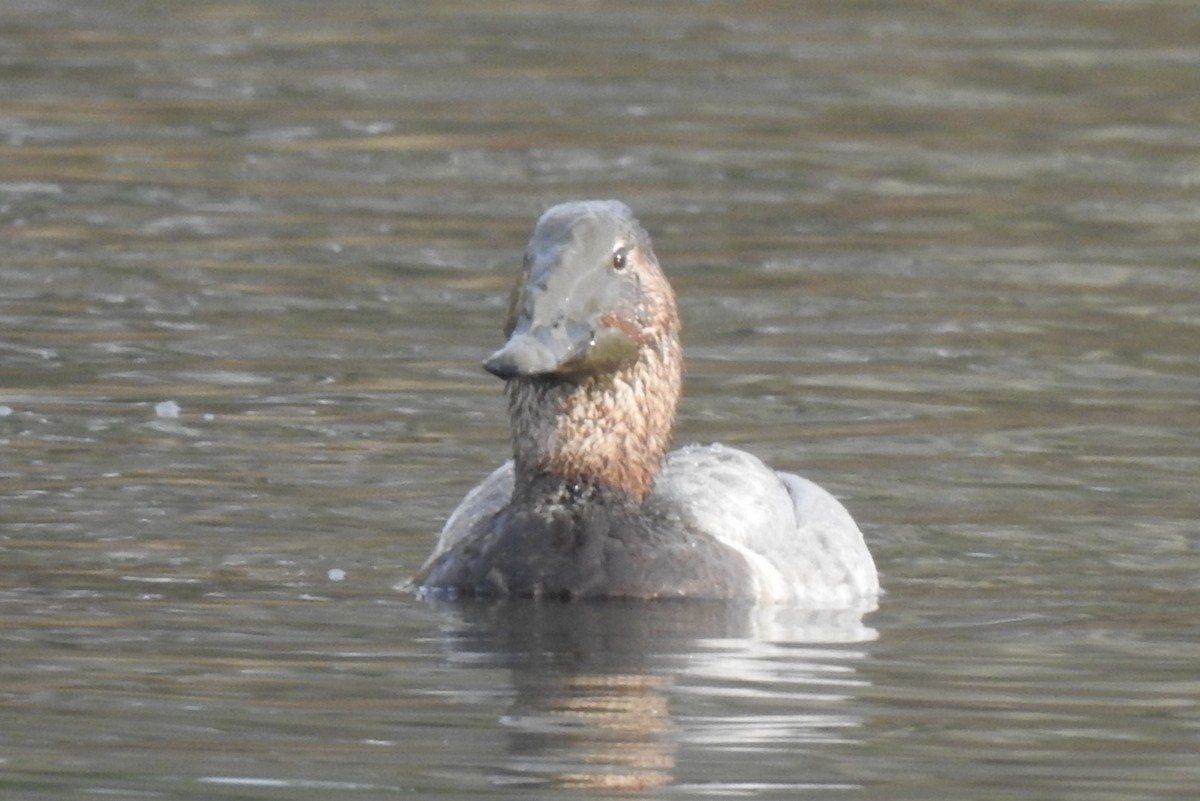 Murgilari bizkarzuria - ML647809562