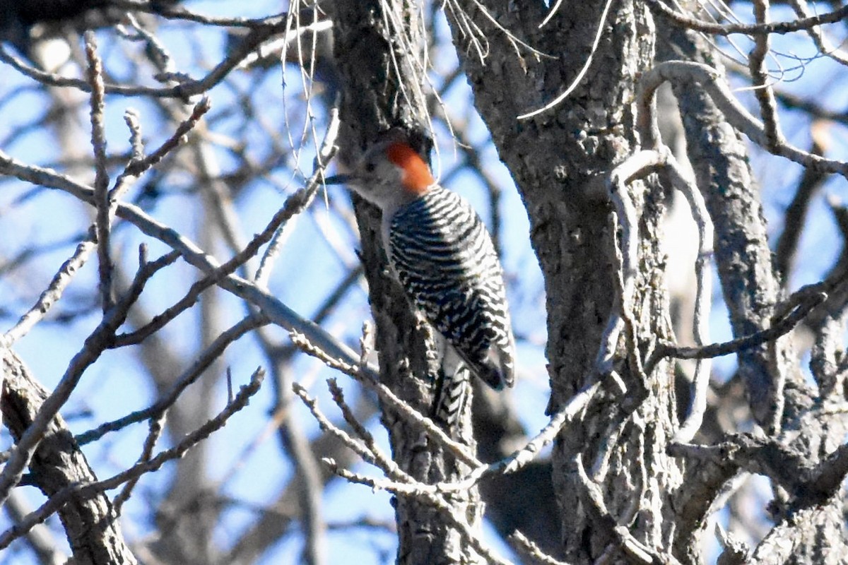 Red-bellied Woodpecker - ML647809565