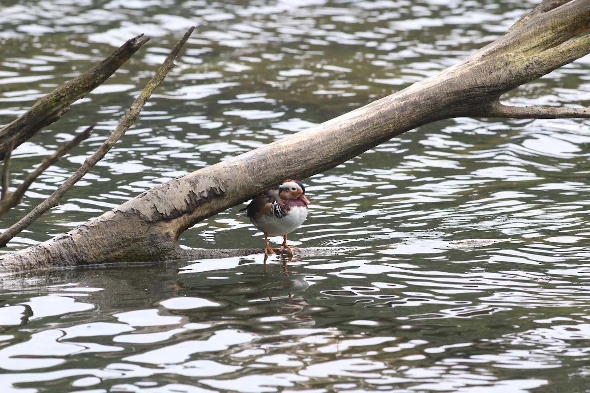 Mandarin Duck - ML647809567