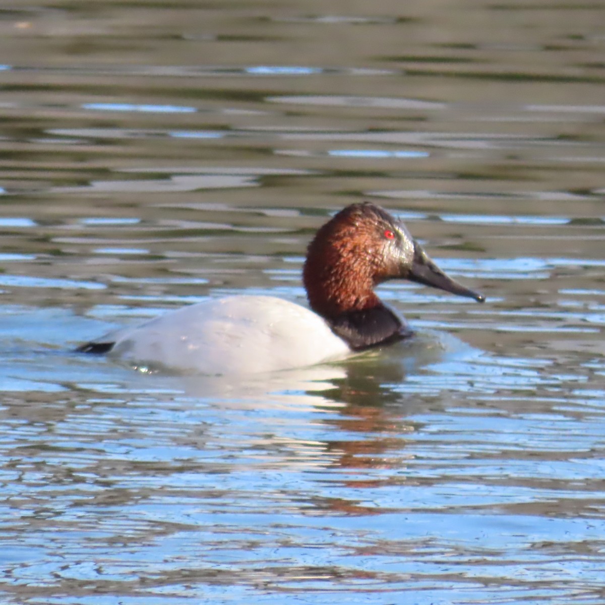 Murgilari bizkarzuria - ML647809576