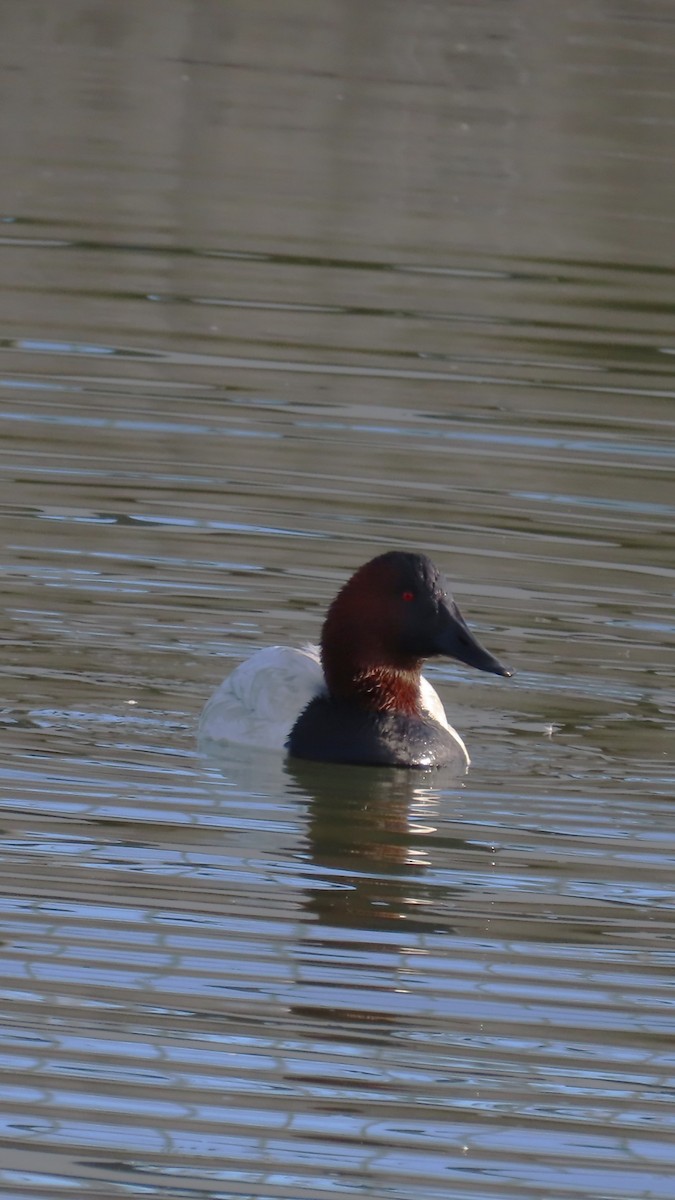 Murgilari bizkarzuria - ML647809577