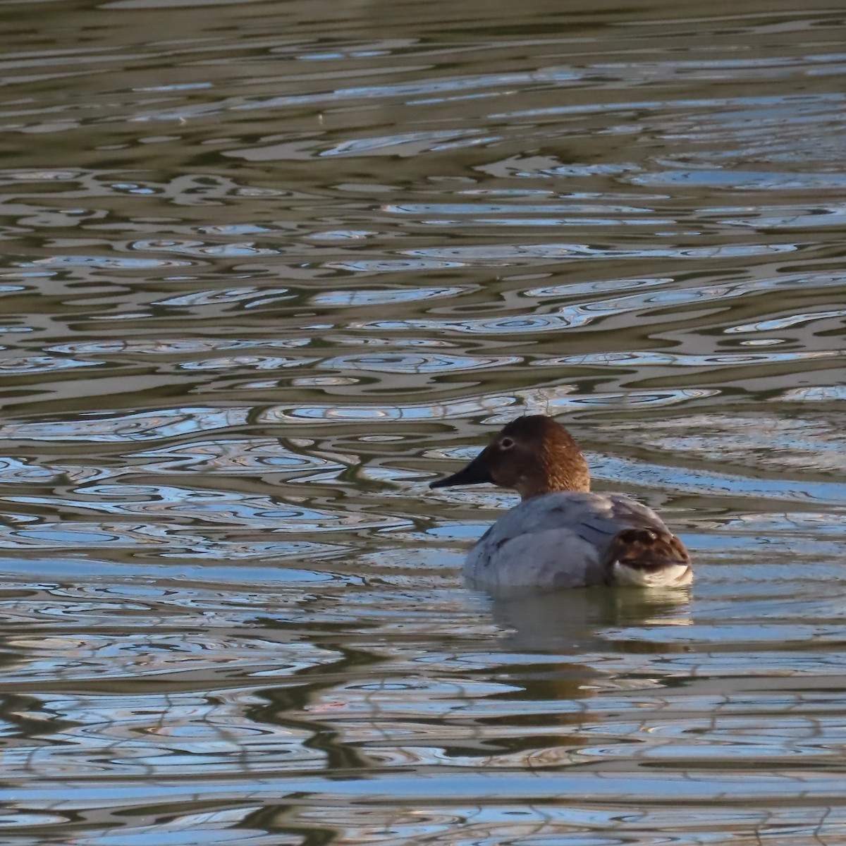 Murgilari bizkarzuria - ML647809578