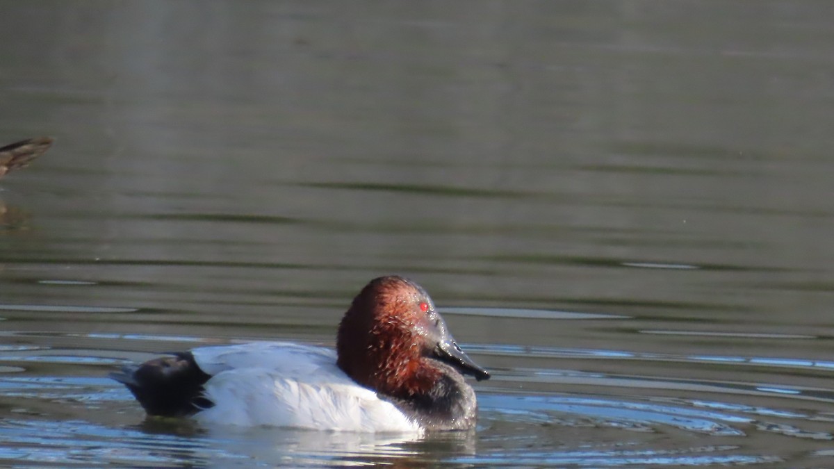 Murgilari bizkarzuria - ML647809579