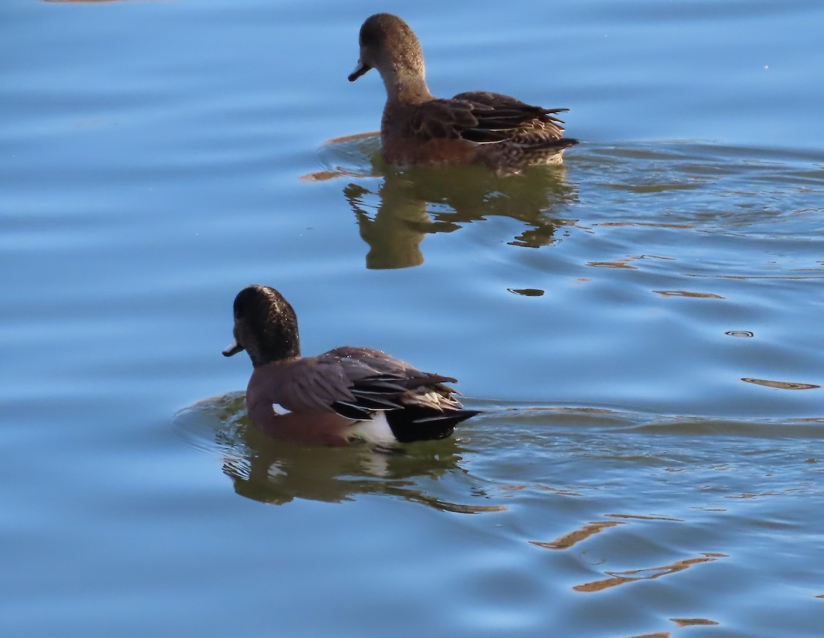 Свищ американський - ML647809583