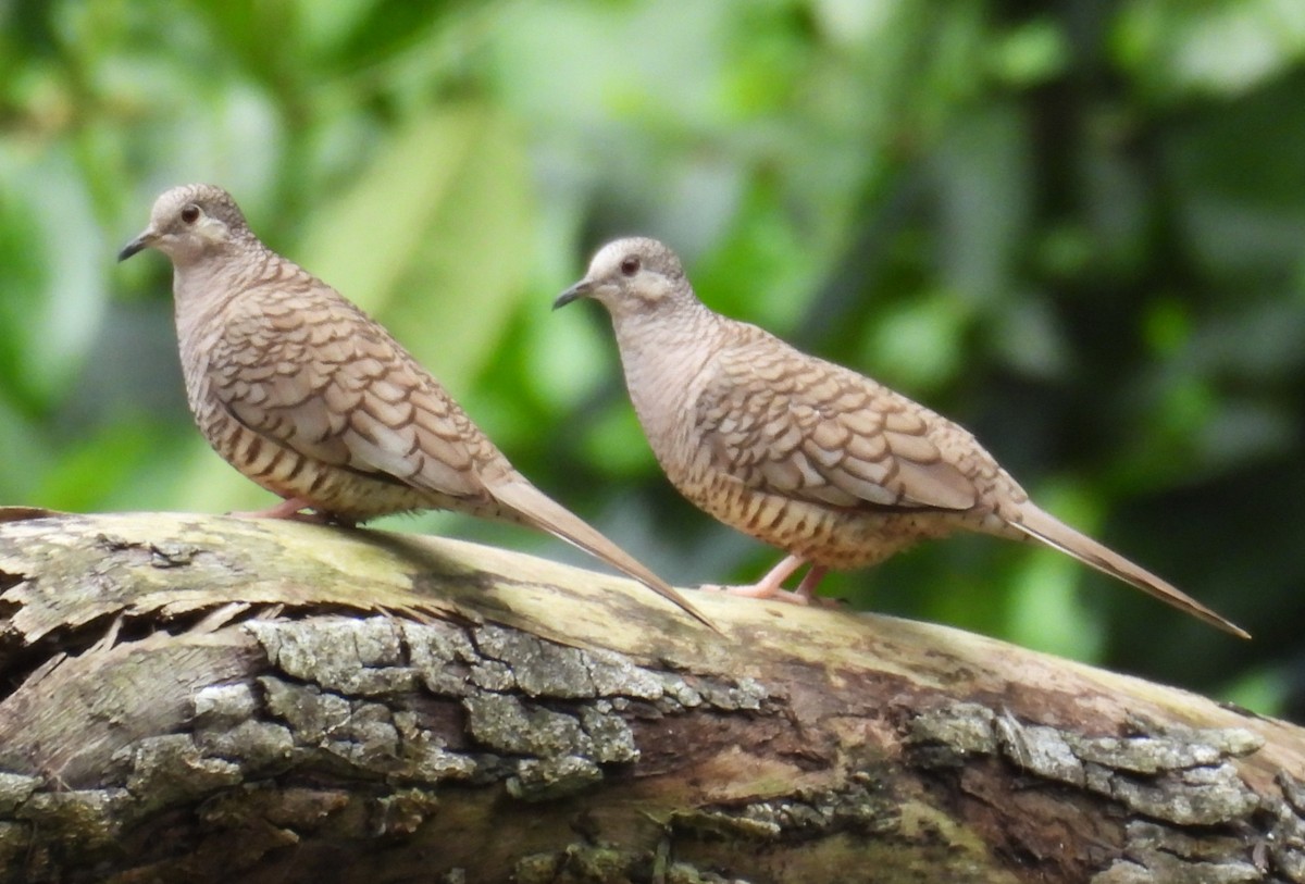 Inca Dove - ML647809594