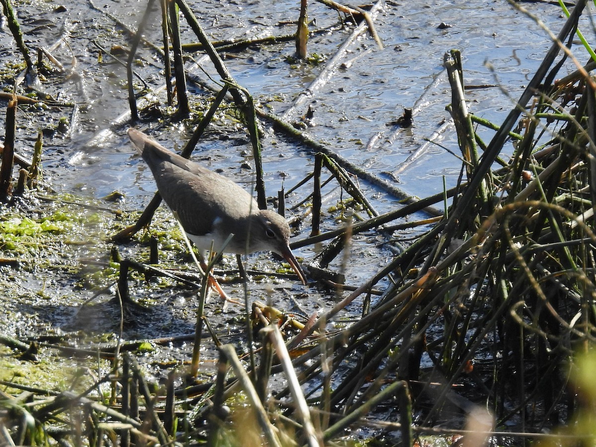 アメリカイソシギ - ML647809610