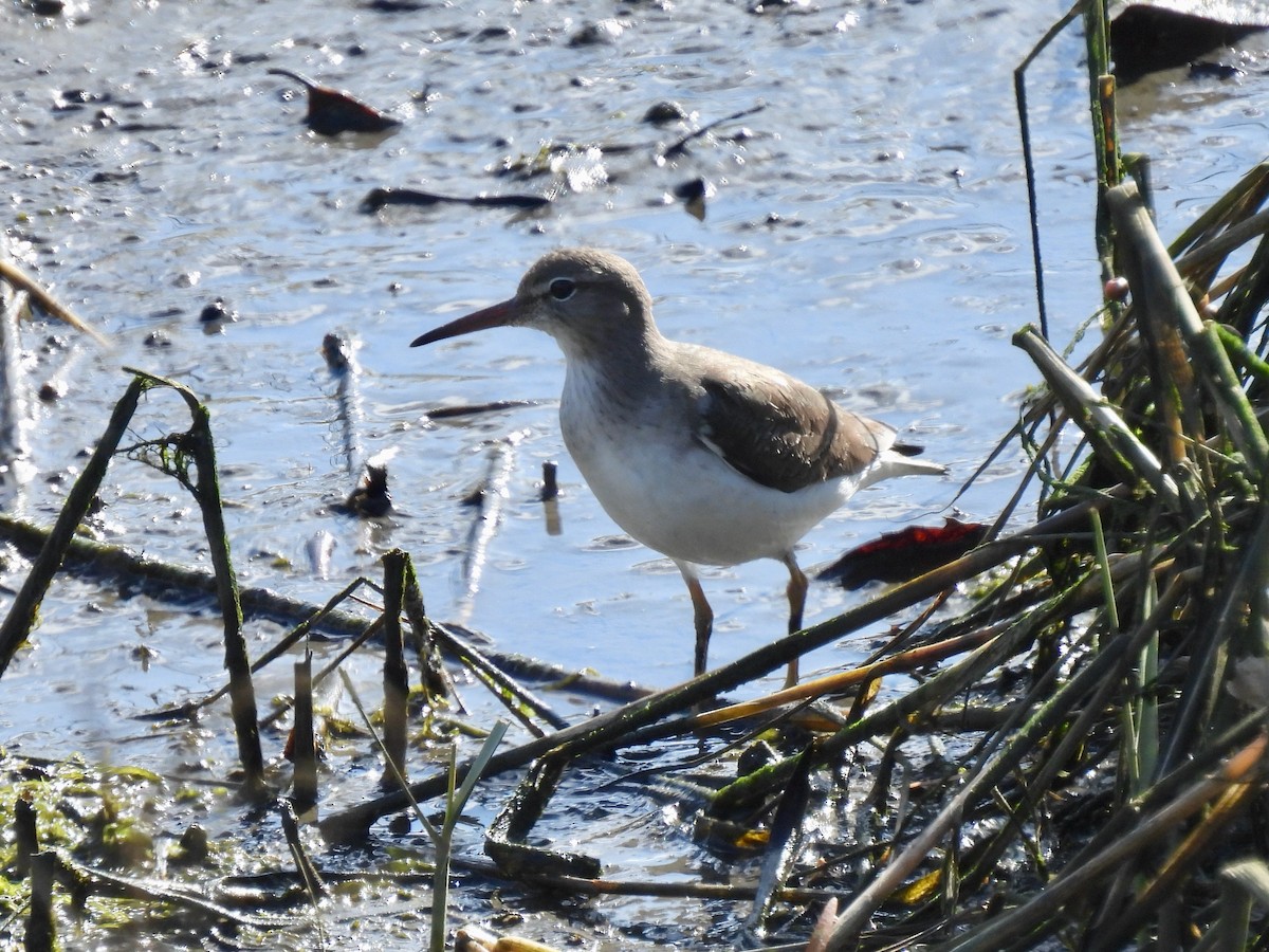 アメリカイソシギ - ML647809613