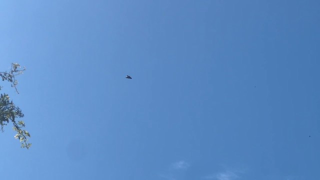 White-backed Vulture - ML647809617