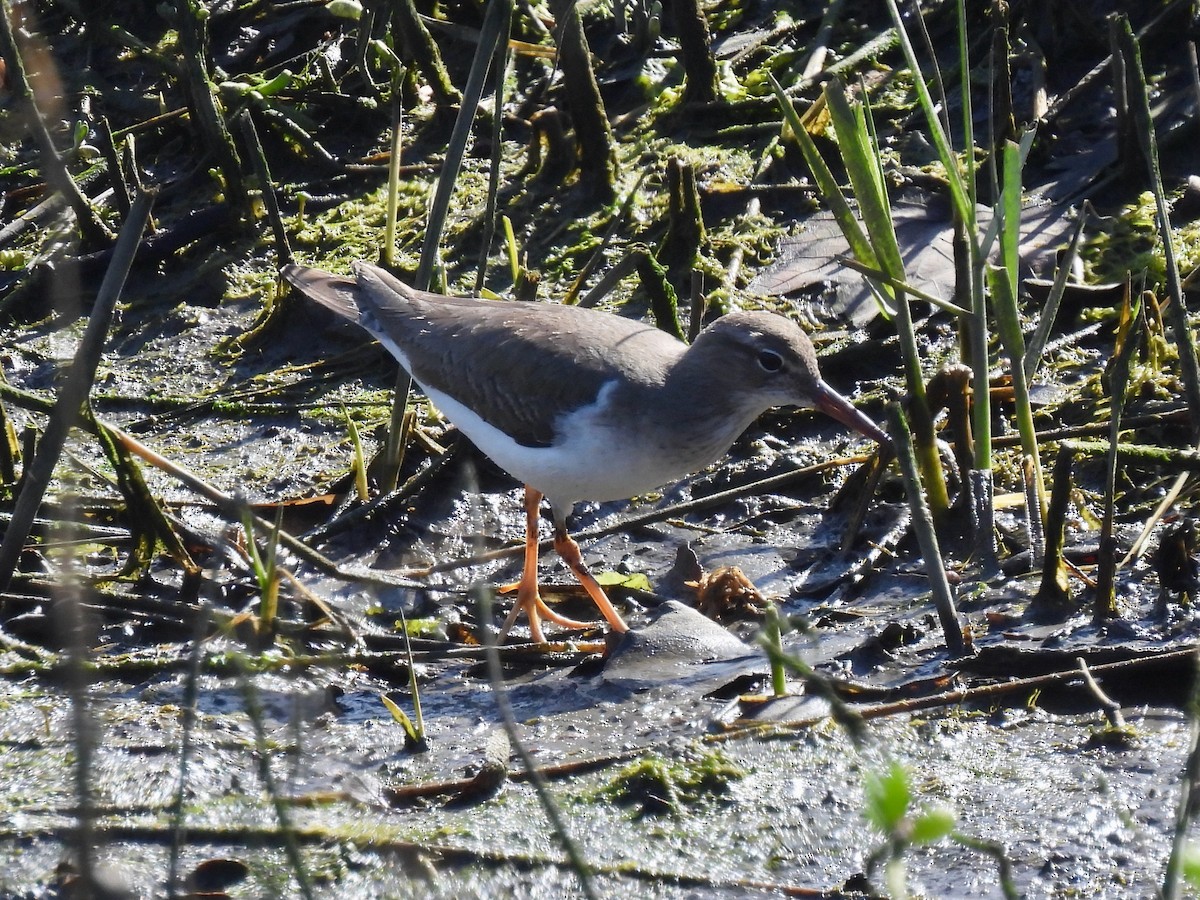 アメリカイソシギ - ML647809619