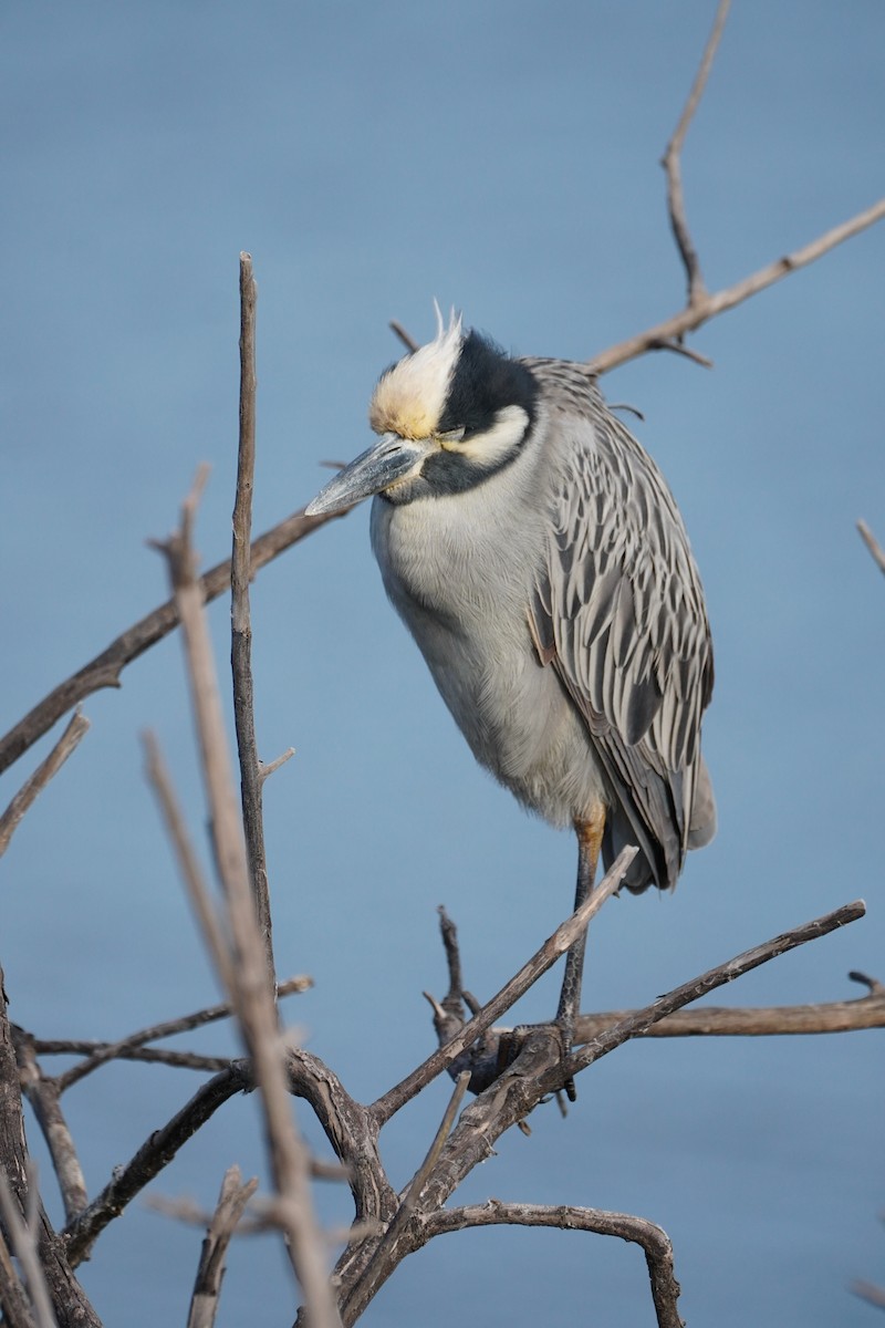 אנפת לילה צהובת-כיפה - ML647809634