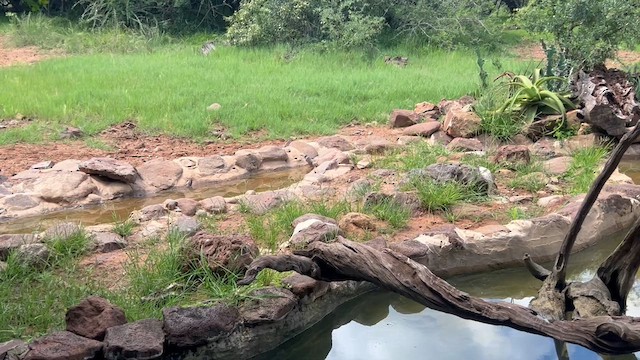 Ring-necked Dove - ML647809656