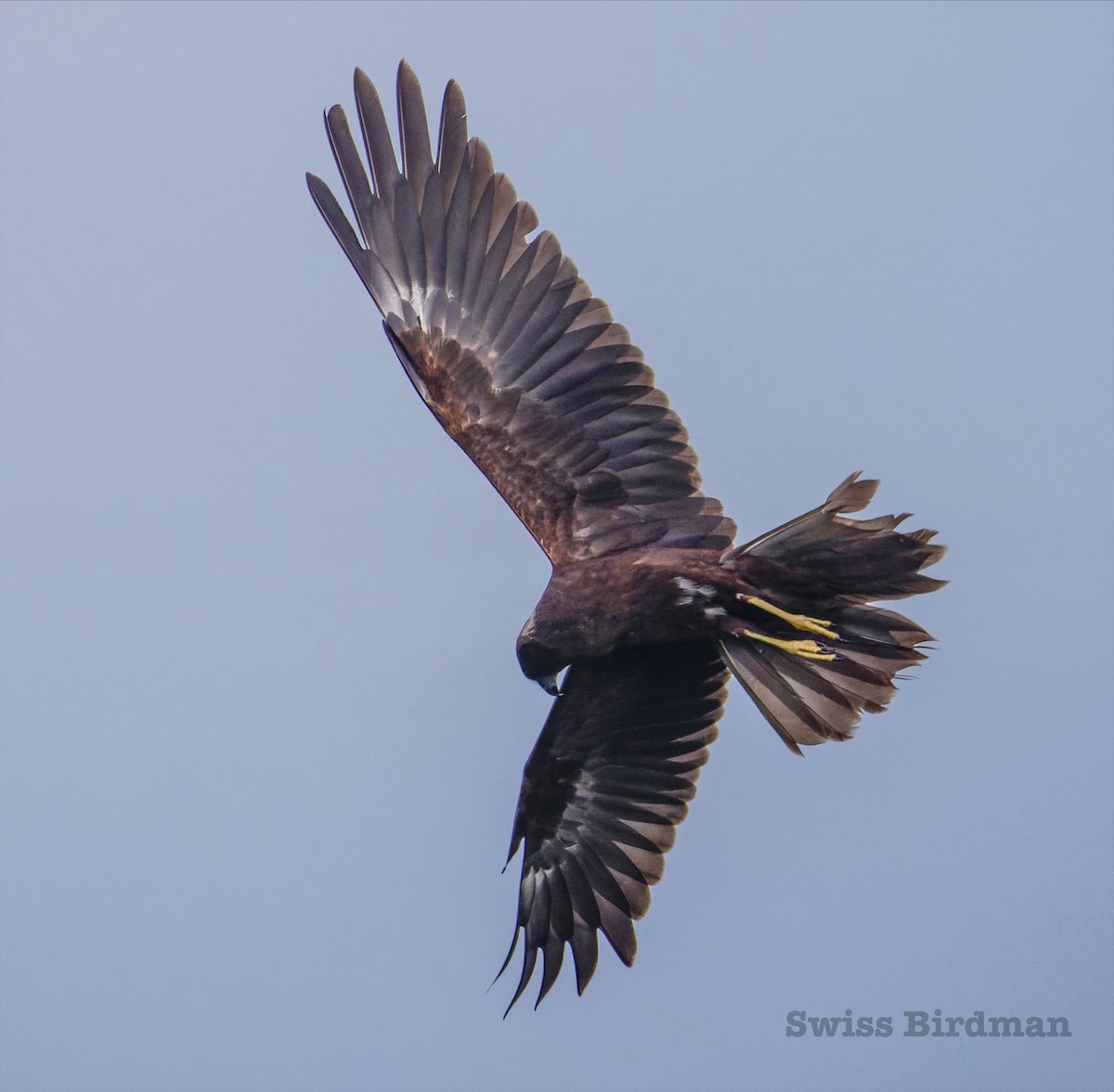 西方澤鵟 - ML647809664