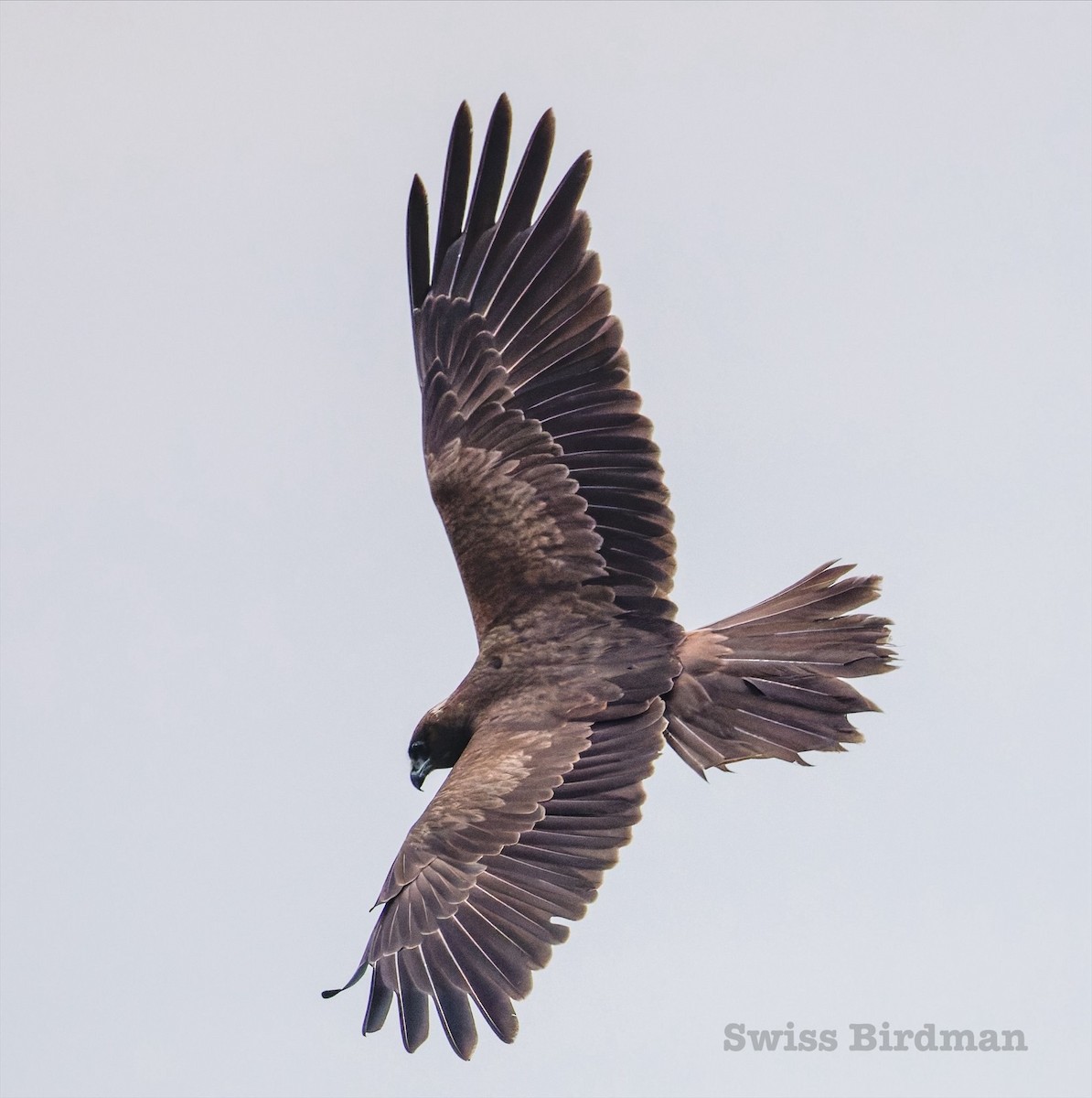 西方澤鵟 - ML647809665