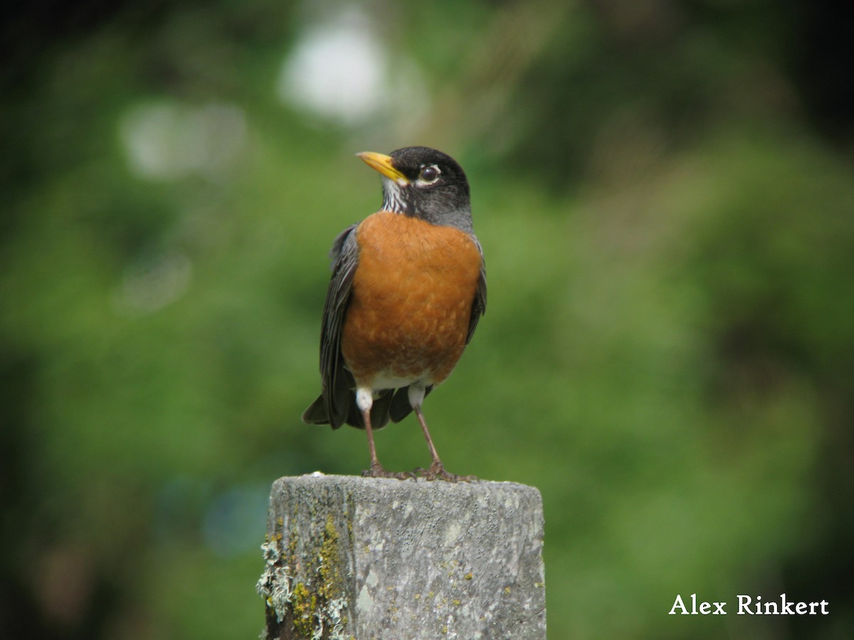 American Robin - ML647809672