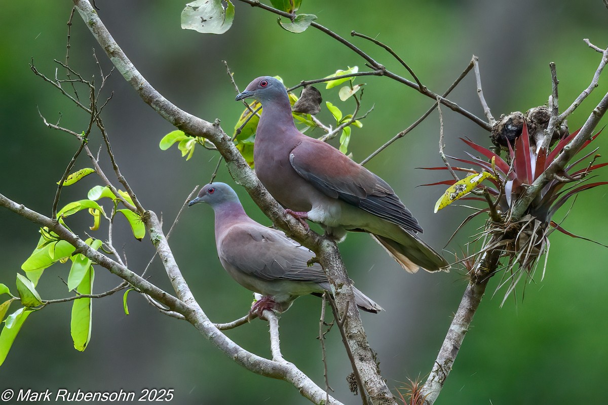Pale-vented Pigeon - ML647809717