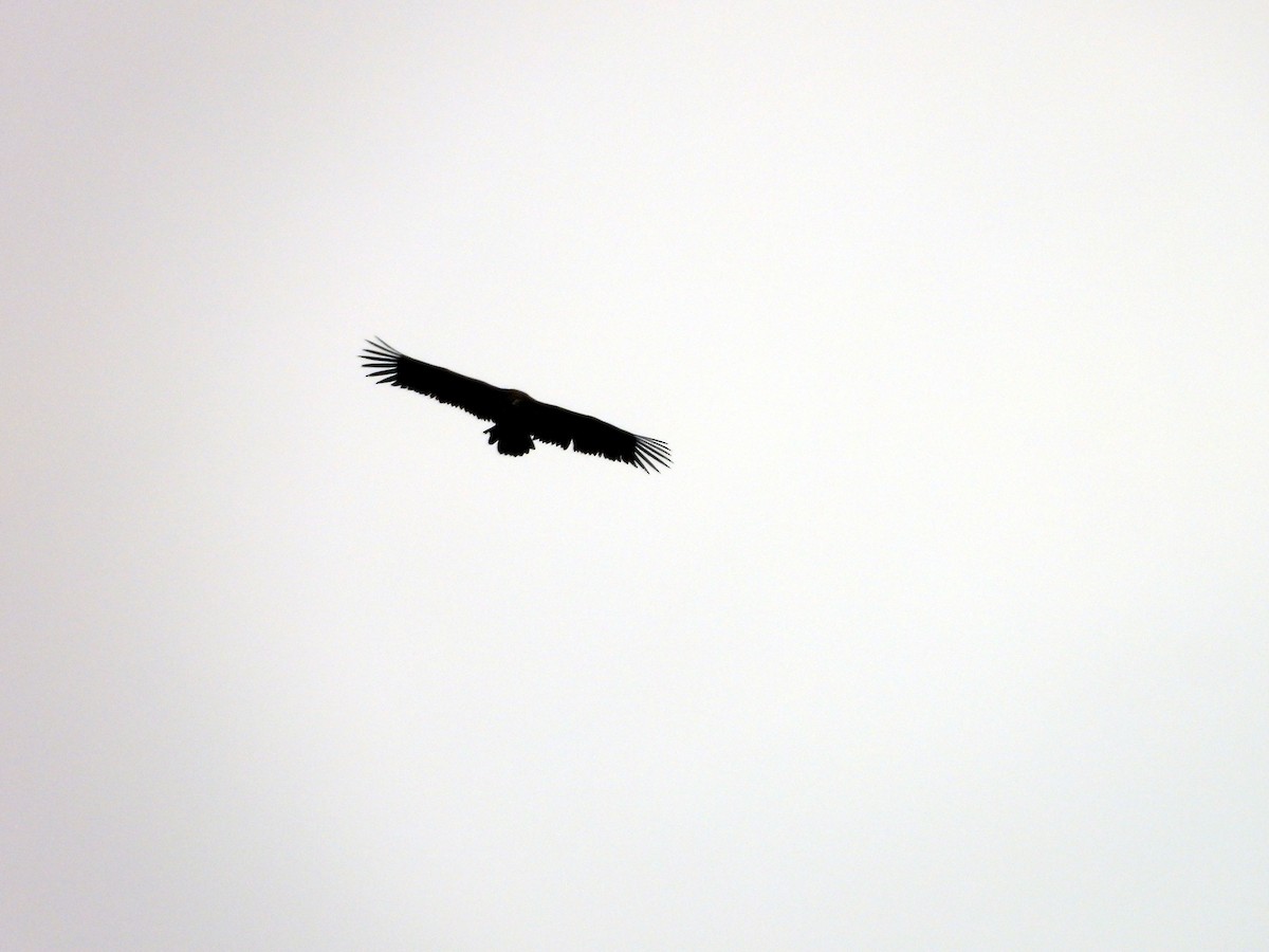 Buitre Negro - ML647809781