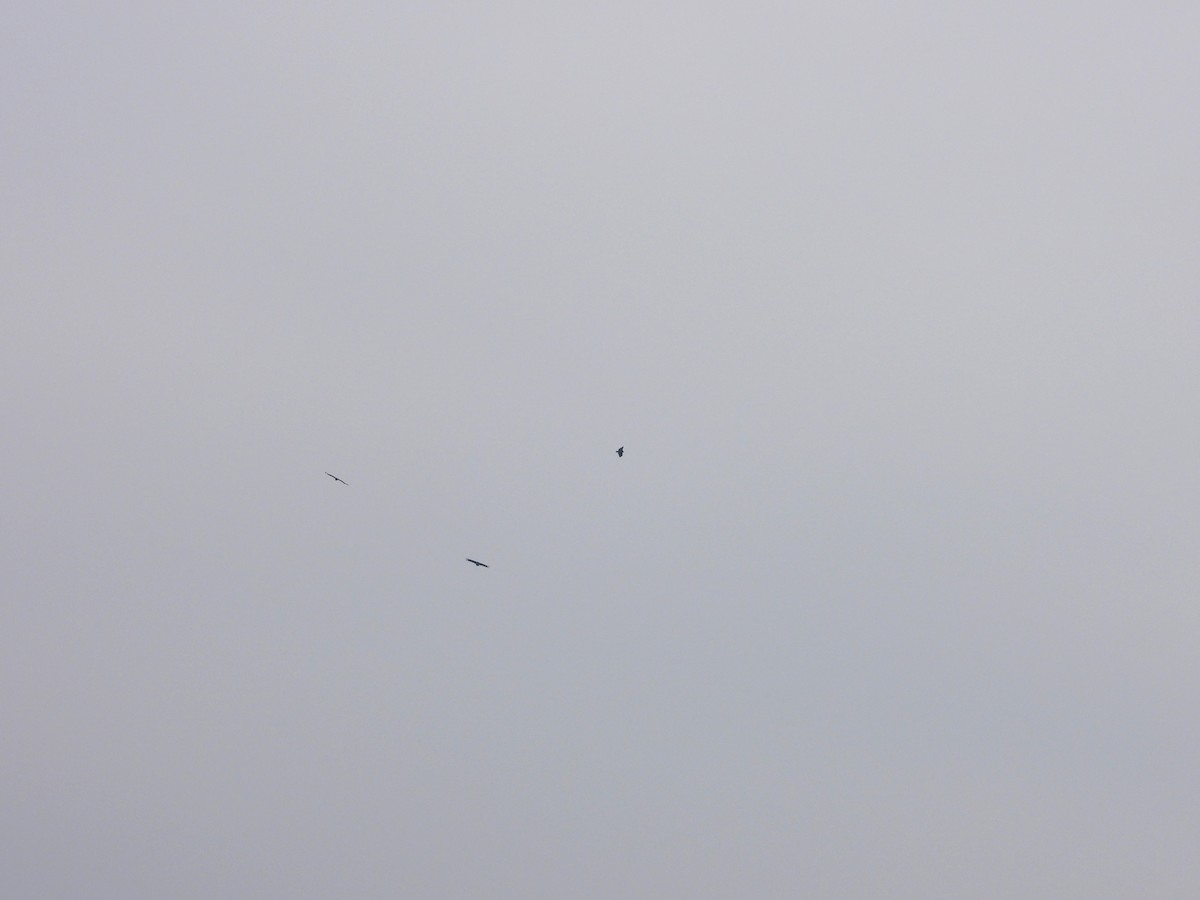 Buitre Negro - ML647809791