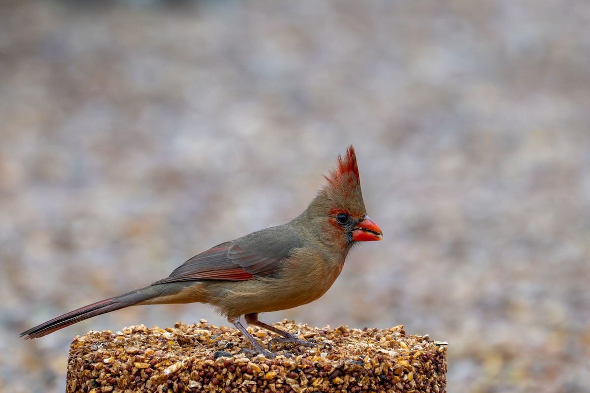 Northern Cardinal - ML647809801