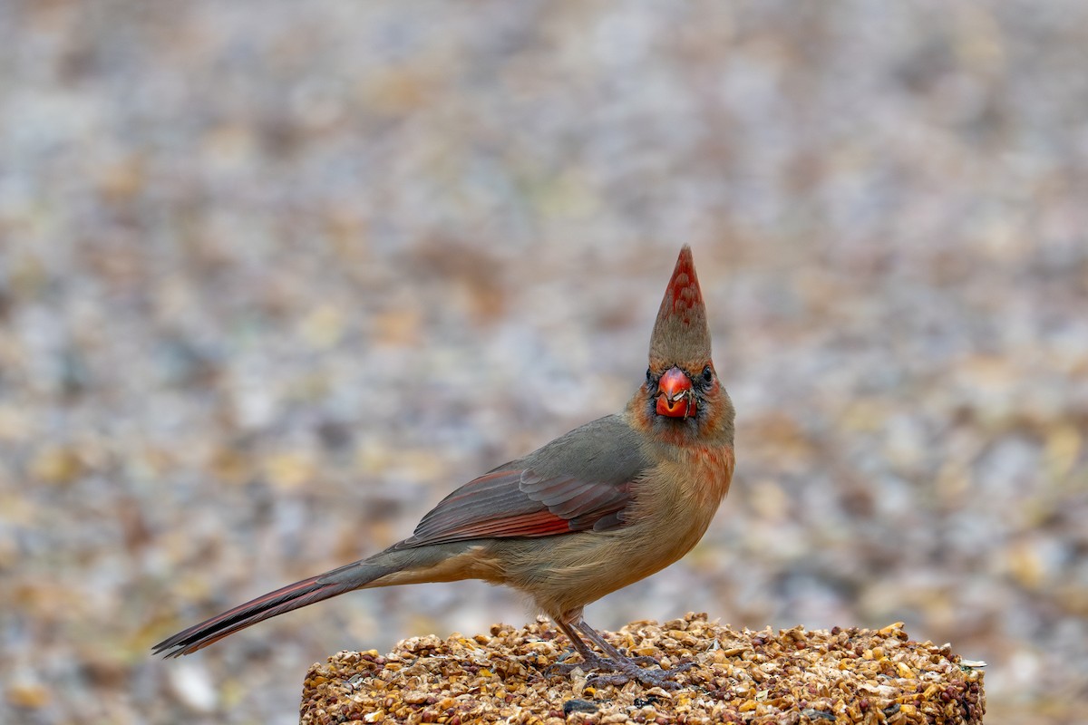 Northern Cardinal - ML647809803