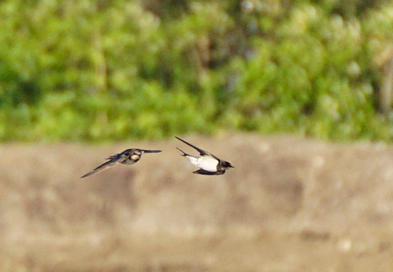 Береговушка - ML647809842