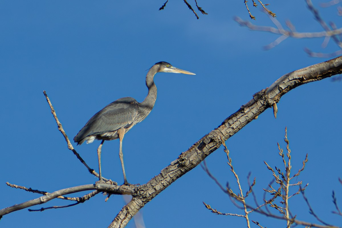 Great Blue Heron - ML647809843