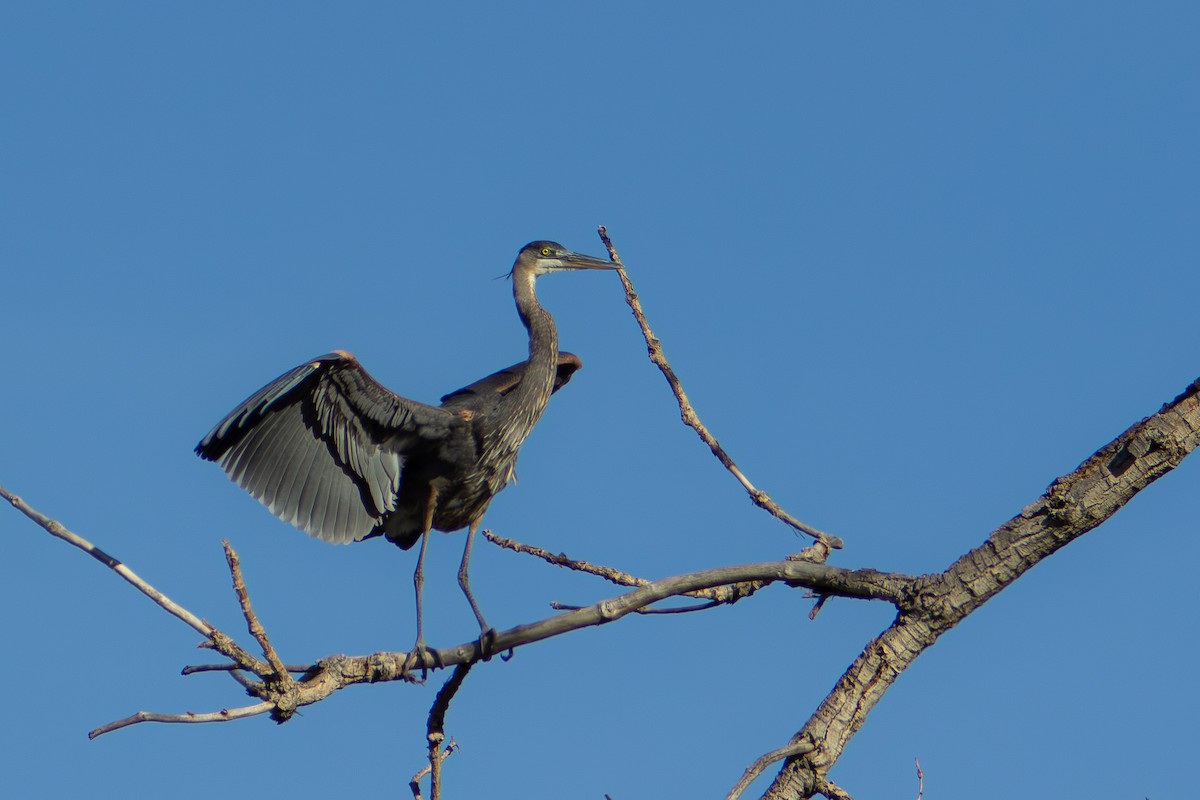 Great Blue Heron - ML647809848