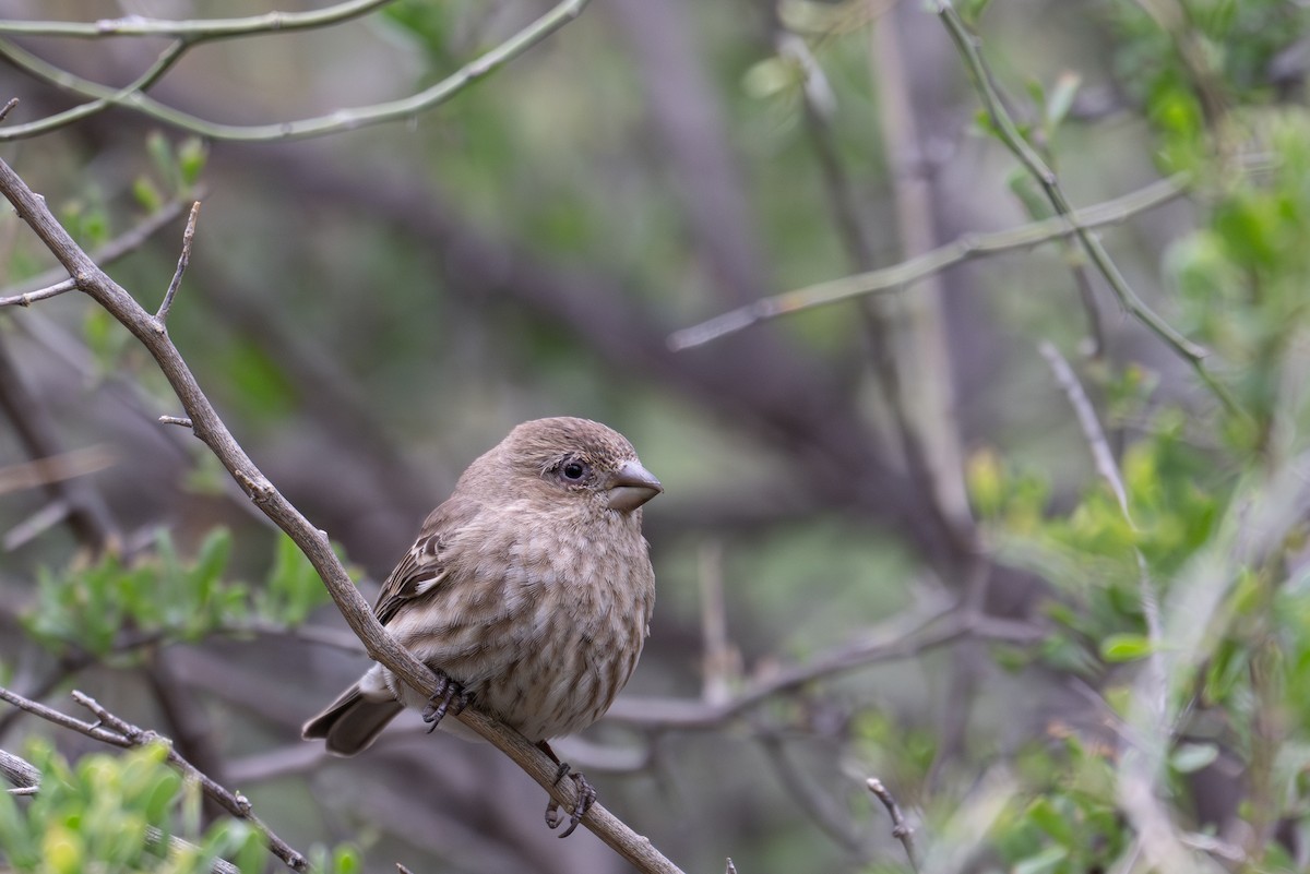 Чечевиця садова - ML647809867