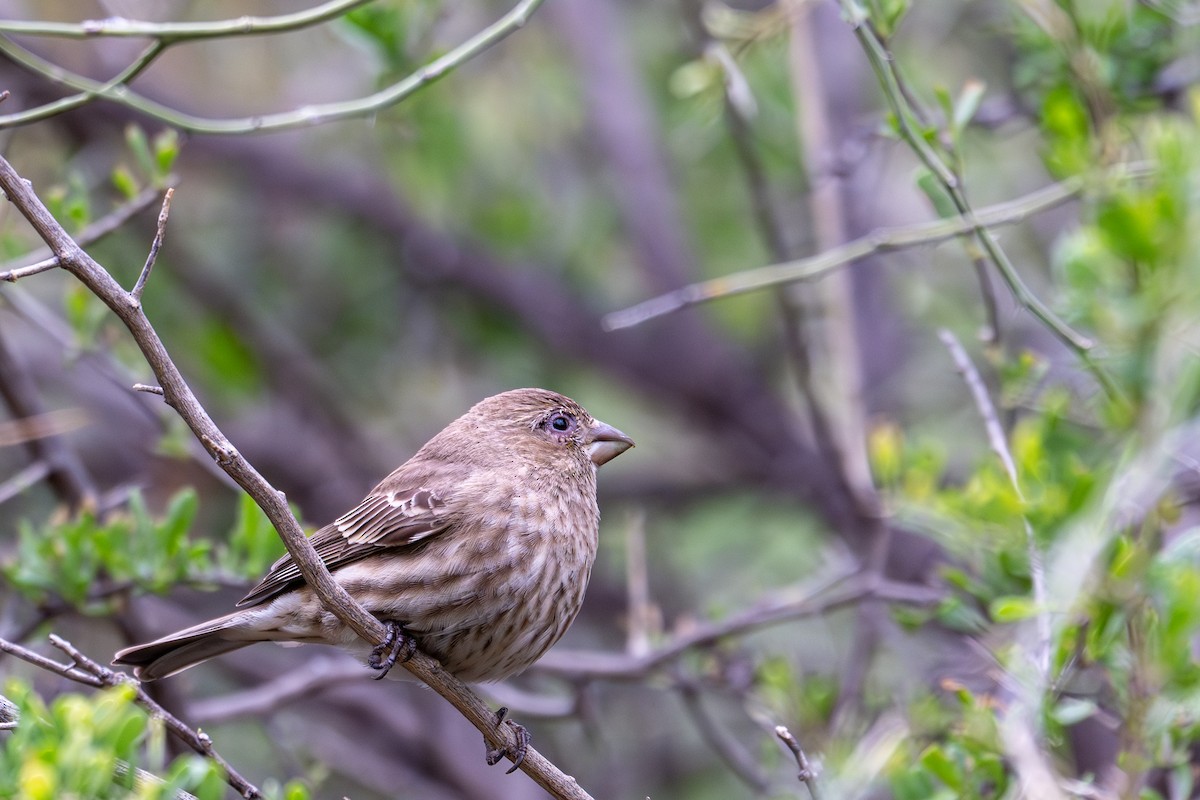 Чечевиця садова - ML647809869