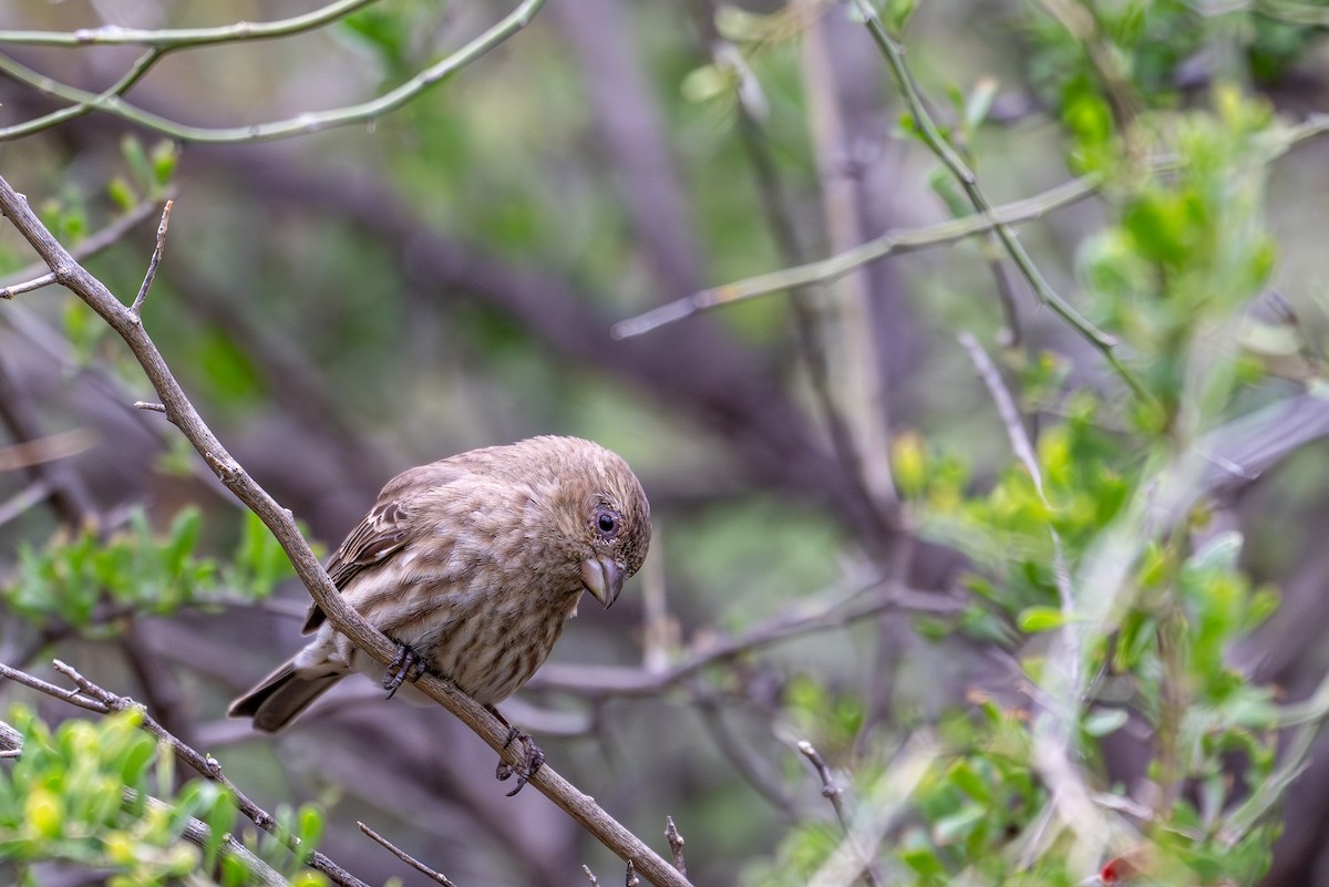 Чечевиця садова - ML647809870