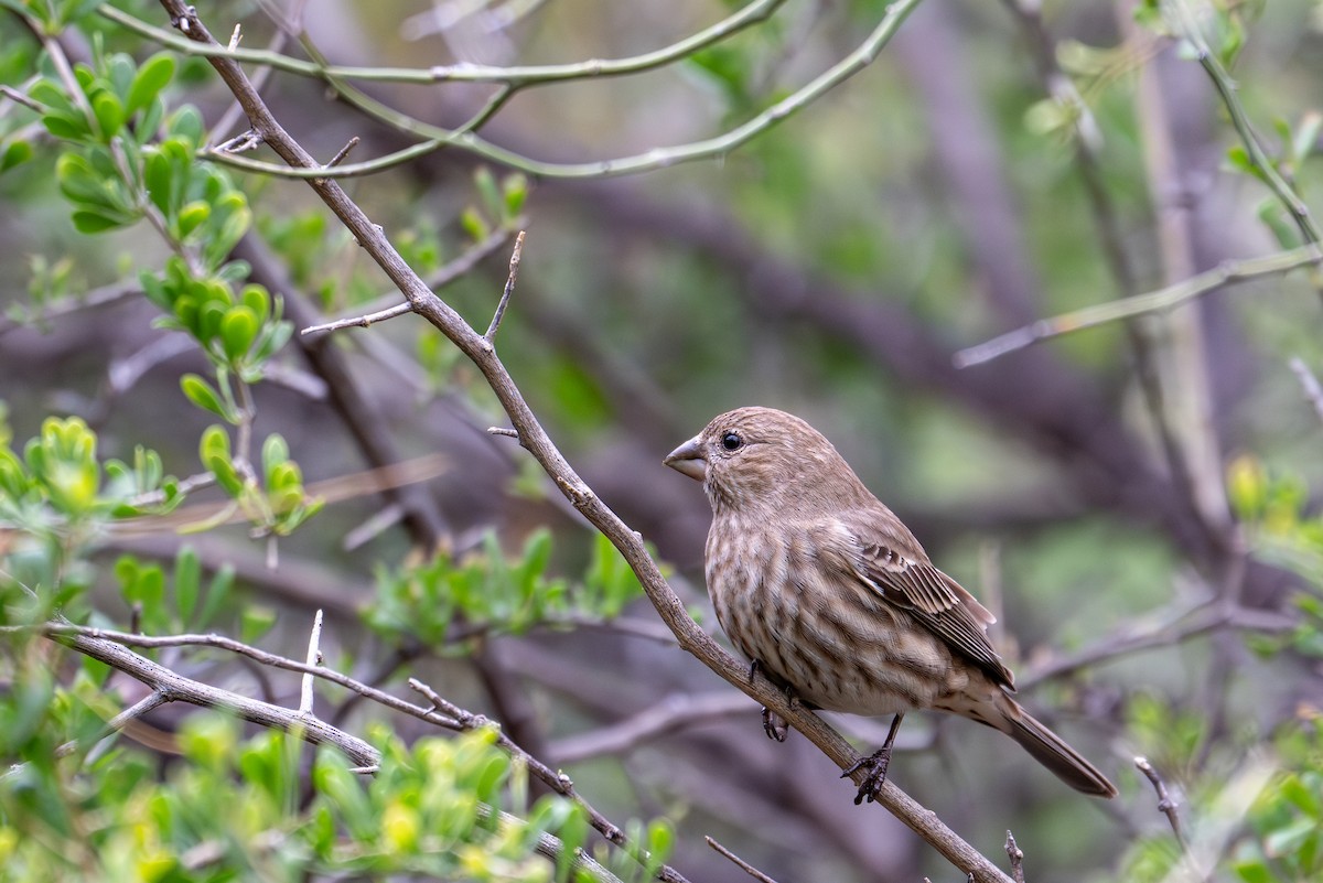 Чечевиця садова - ML647809871