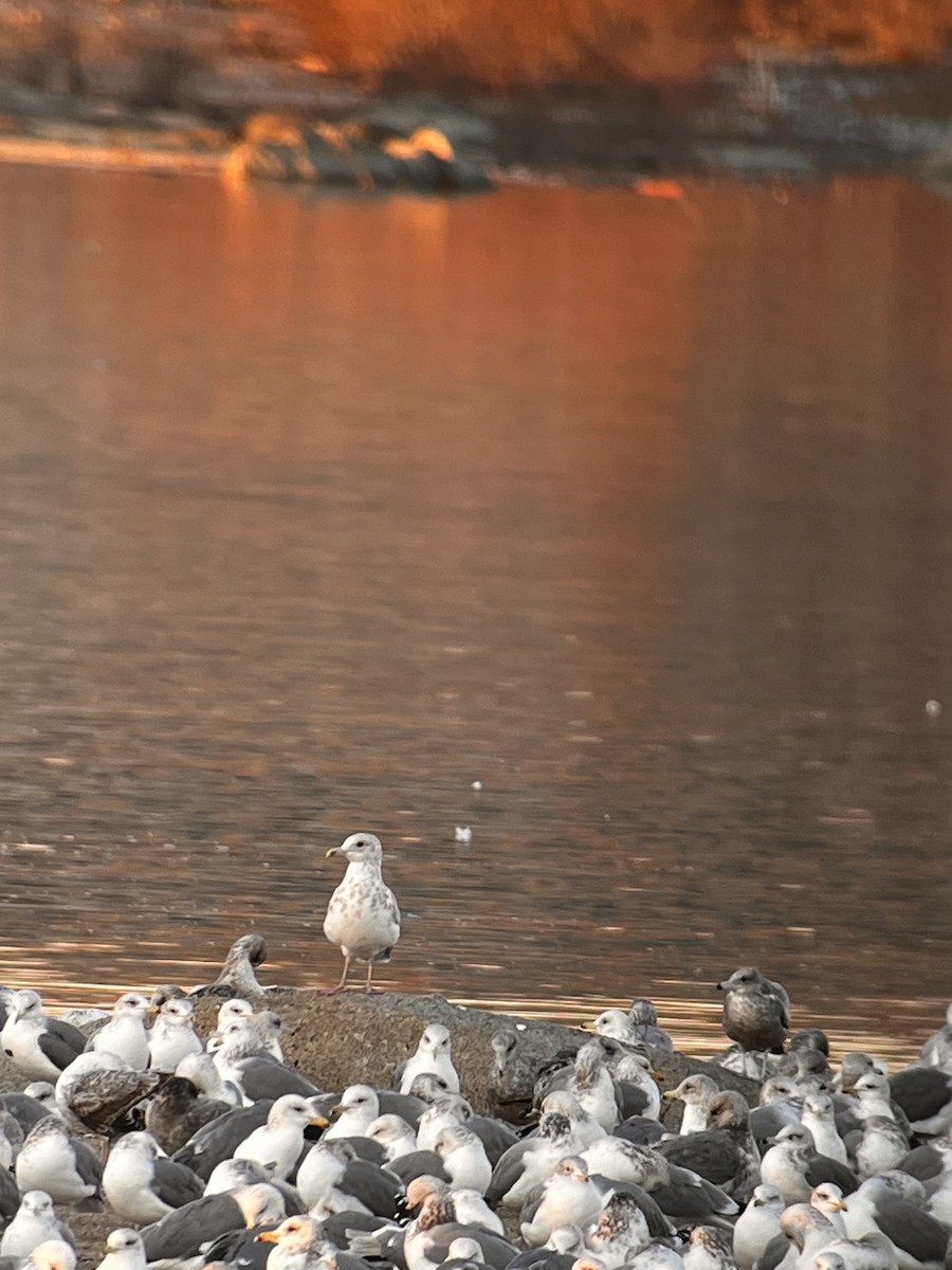 Gaviota Groenlandesa - ML647809876