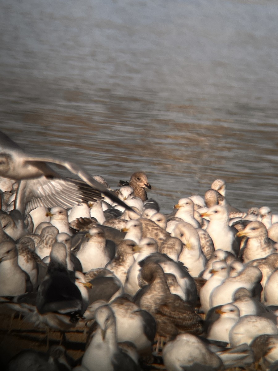 gull sp. - ML647809909