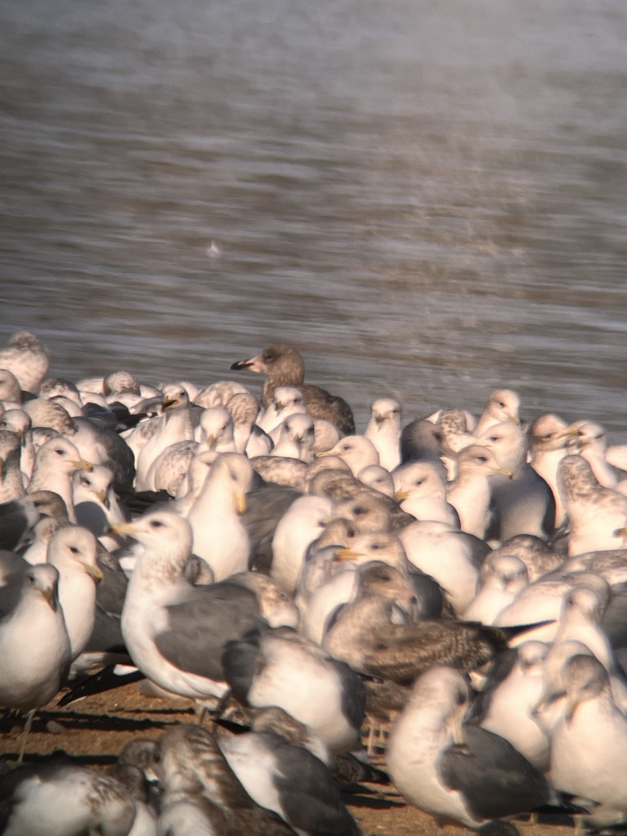 gull sp. - ML647809910