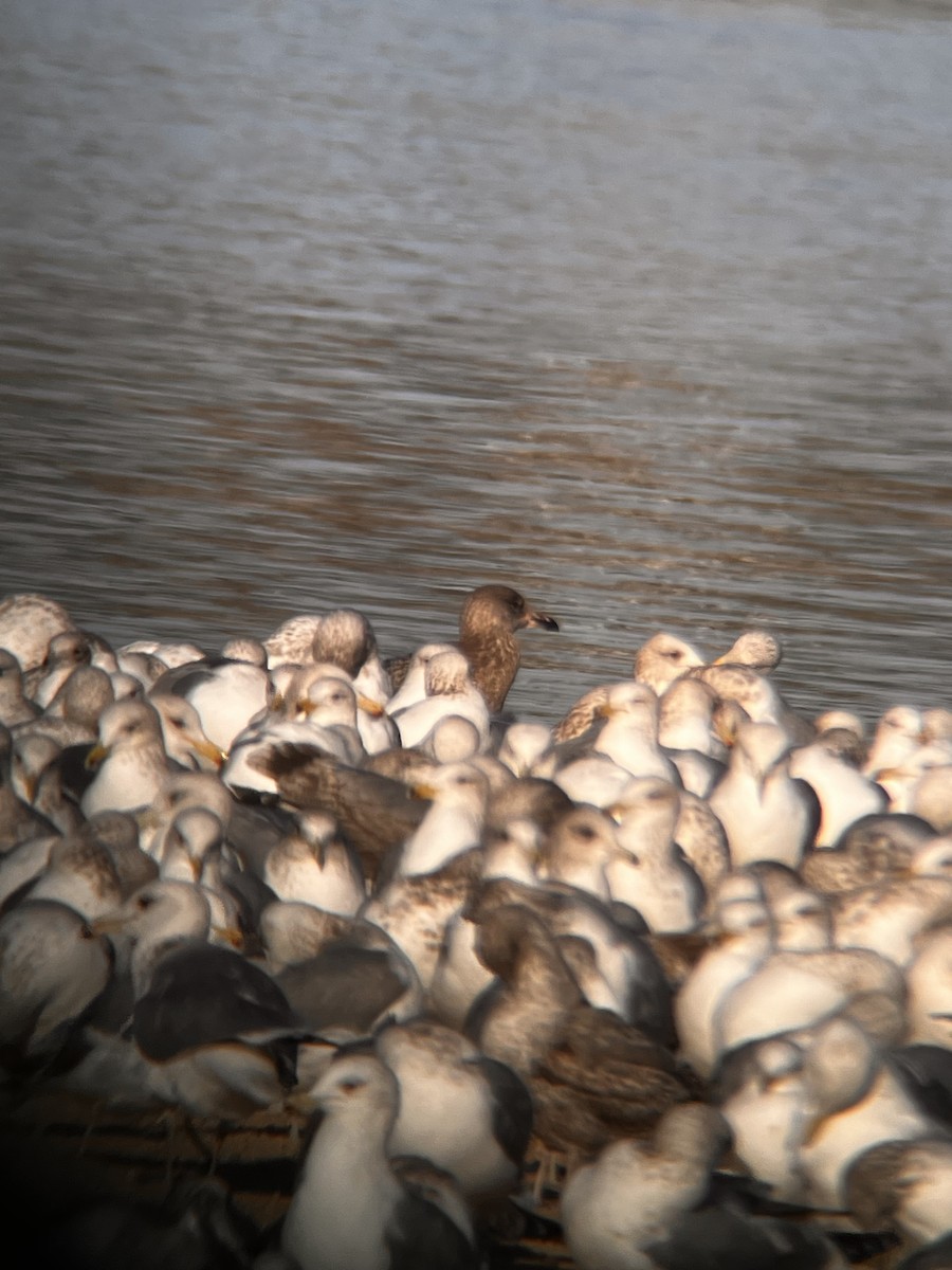 gull sp. - ML647809916