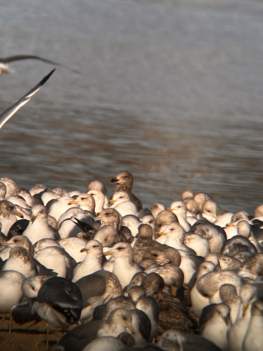 gull sp. - ML647809918