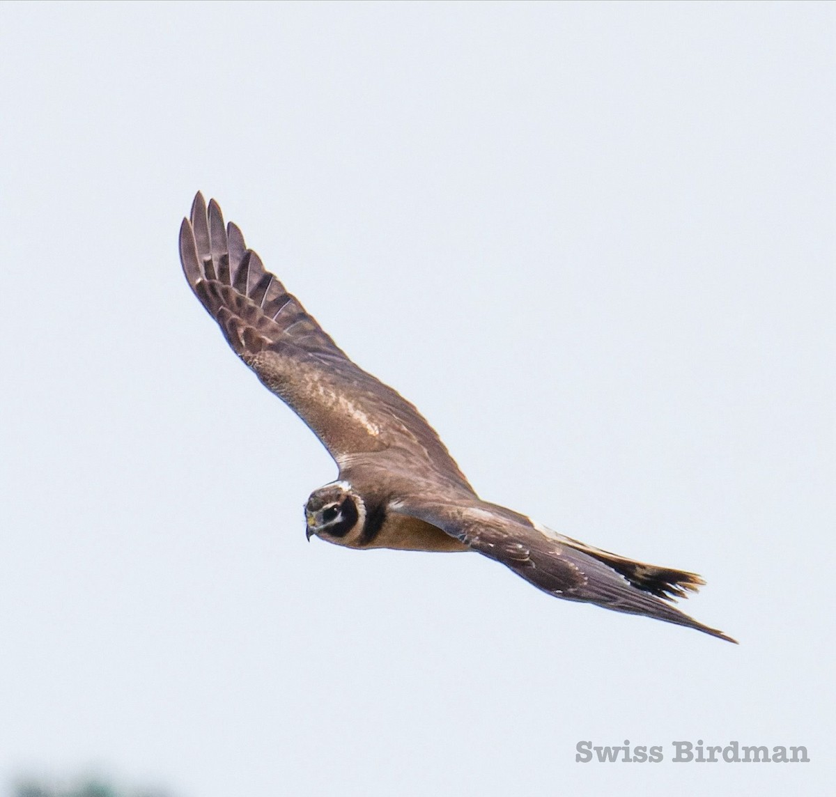 Aguilucho Papialbo - ML647809934