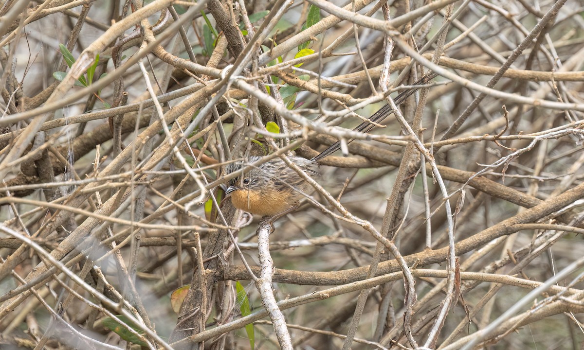 Maluro Meridional - ML647809935