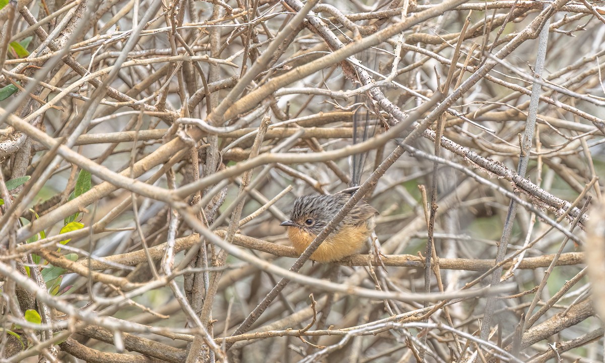 Maluro Meridional - ML647809936