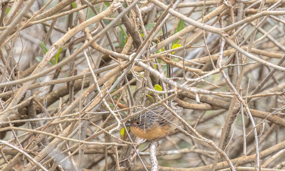 Maluro Meridional - ML647809937