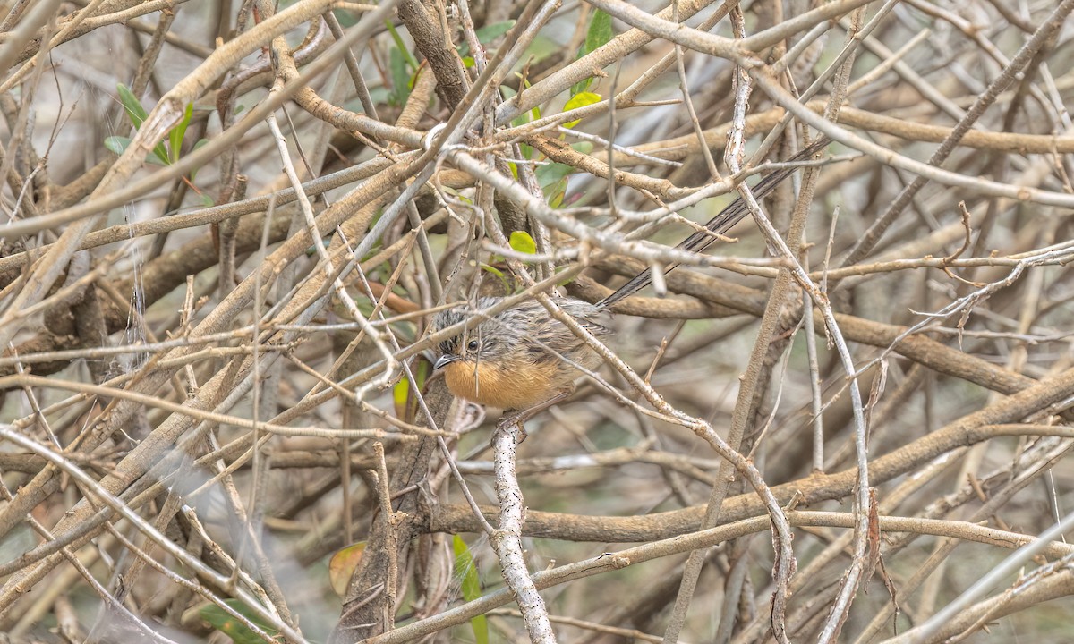 Maluro Meridional - ML647809938