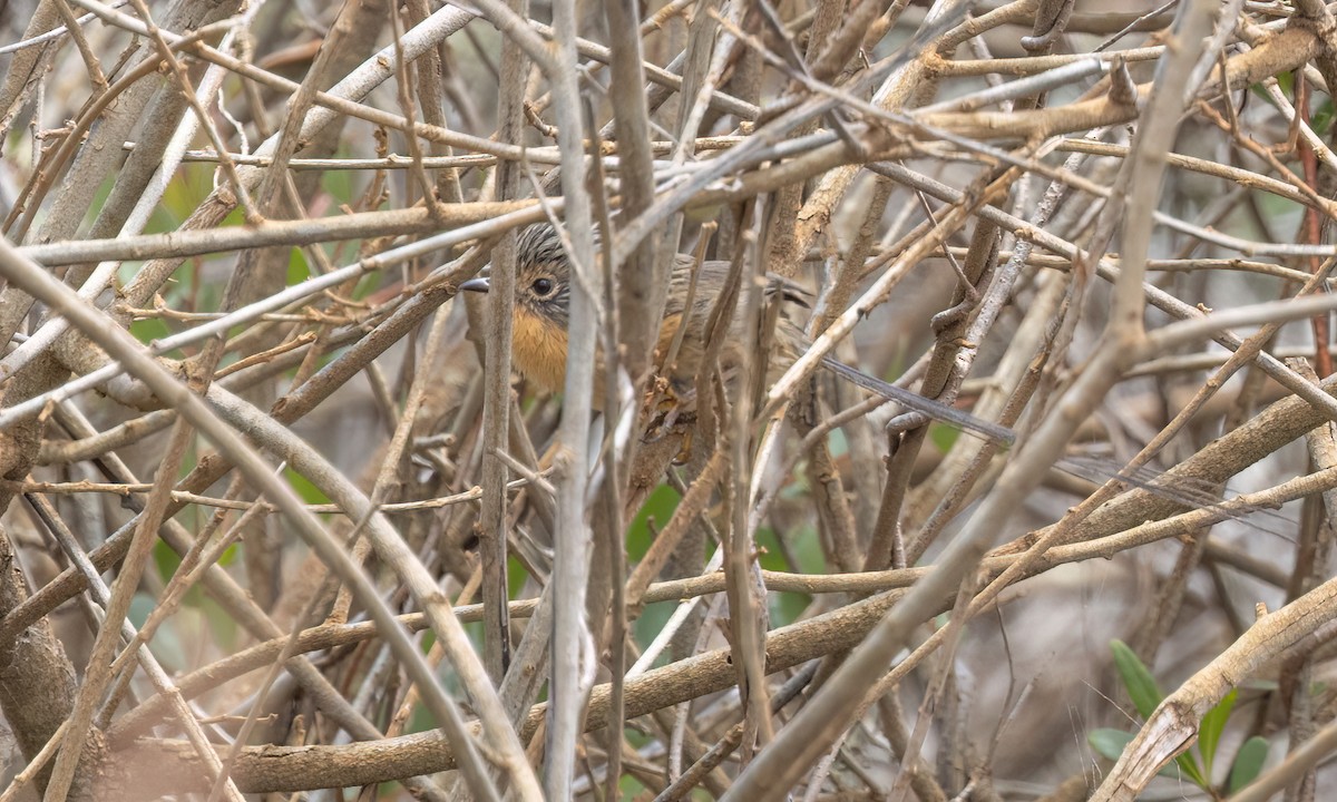 Maluro Meridional - ML647809939