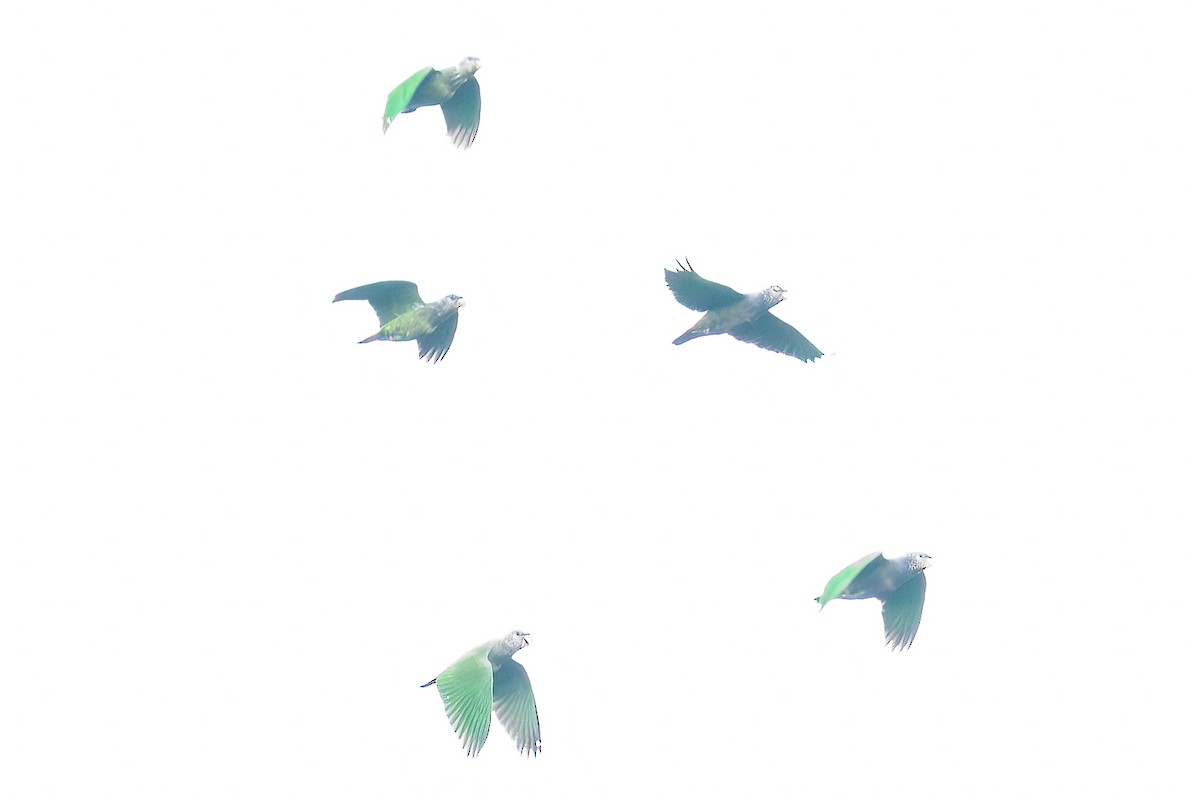 Loro Tumultuoso - ML647809941