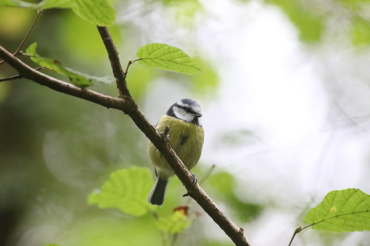 Herrerillo Común - ML647809942