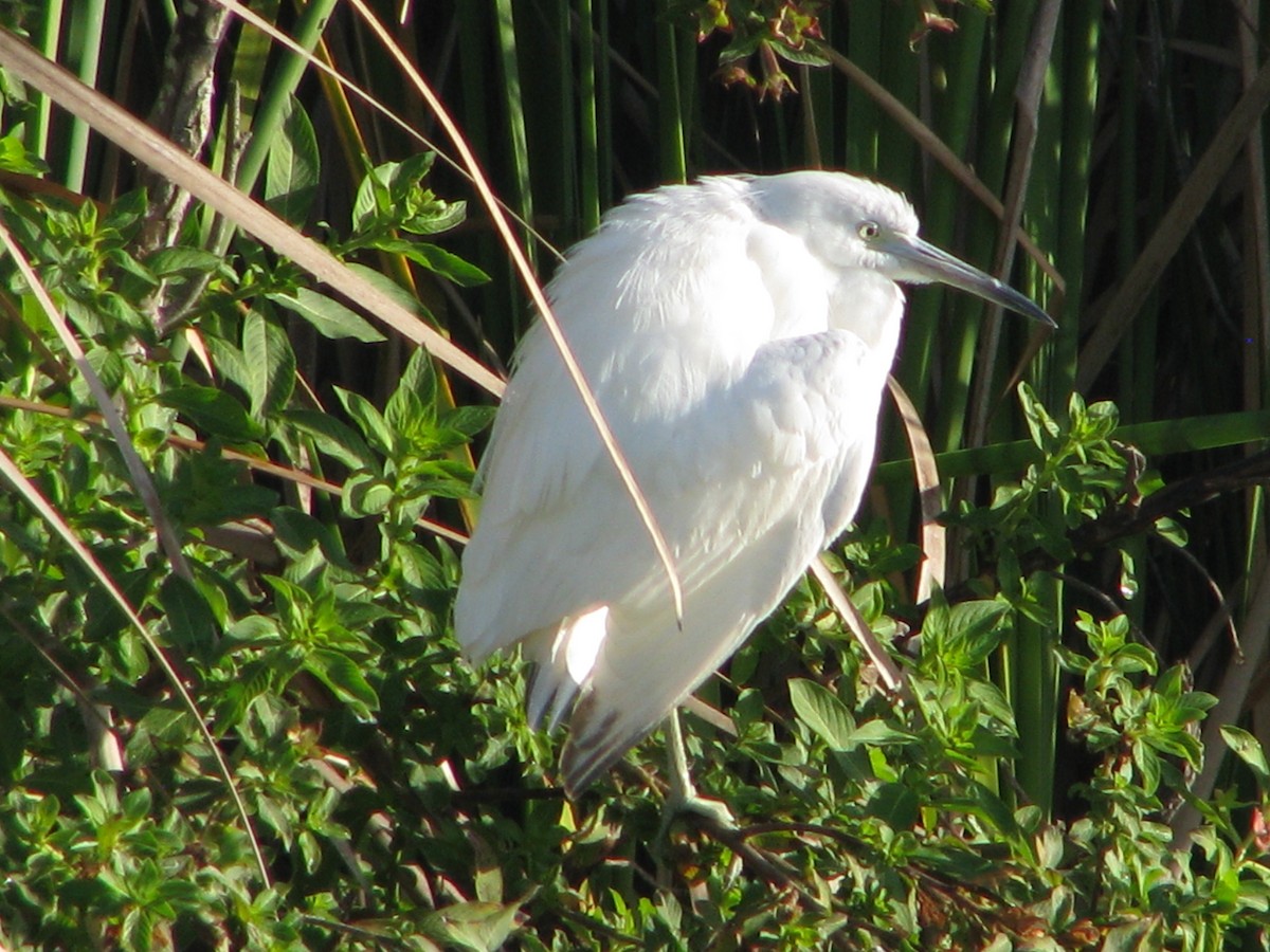 Garceta Azul - ML647809943