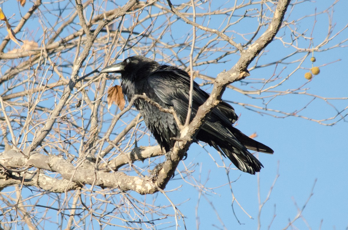 Cuervo Grande - ML647809944