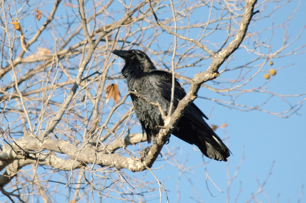 Cuervo Grande - ML647809945