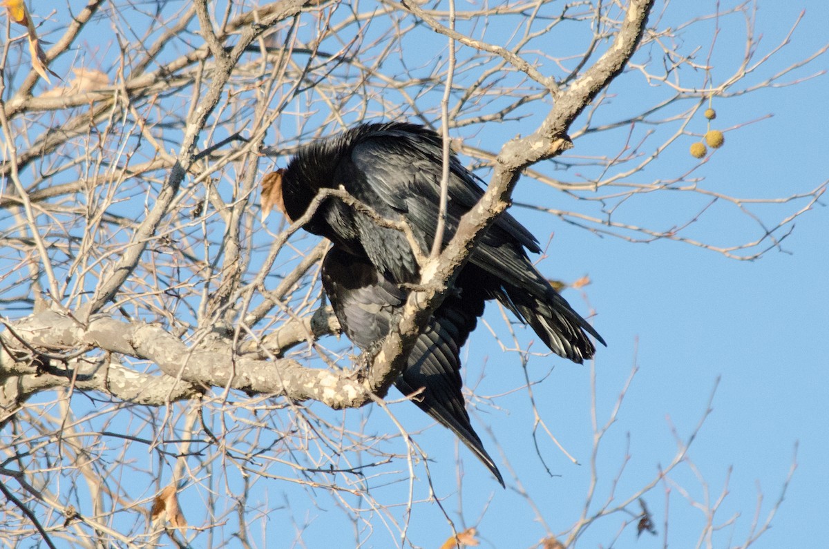 Cuervo Grande - ML647809946