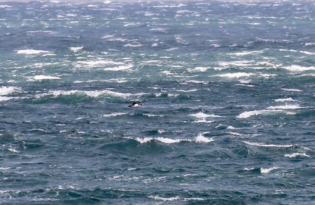 Cormorán Imperial - ML647809947